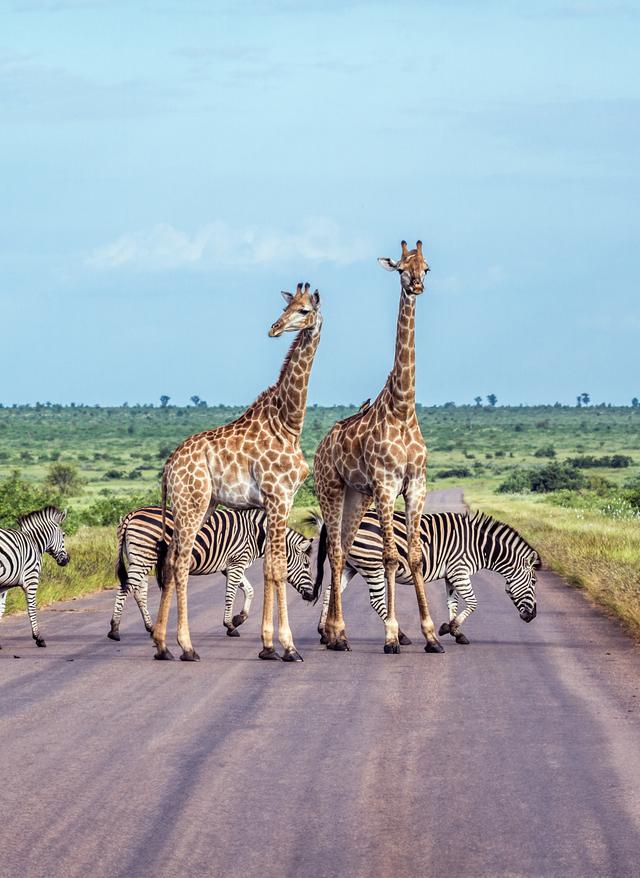 Zur Gruppenreise Kruger-Nationalpark Südafrika Giraffen