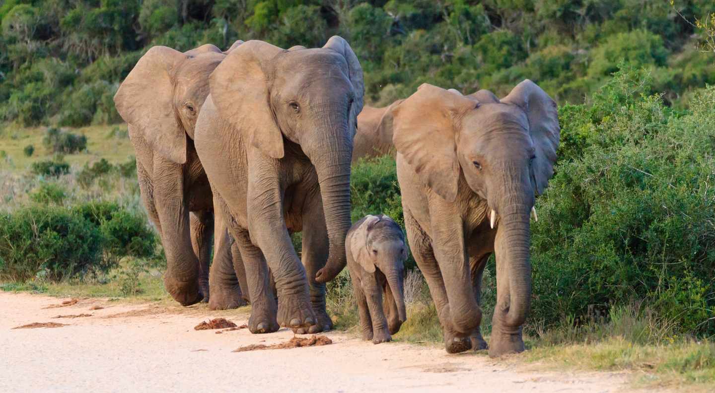 suedafrika-garden-route-addo-park-elefantenfamilie-g-635781708.jpg
