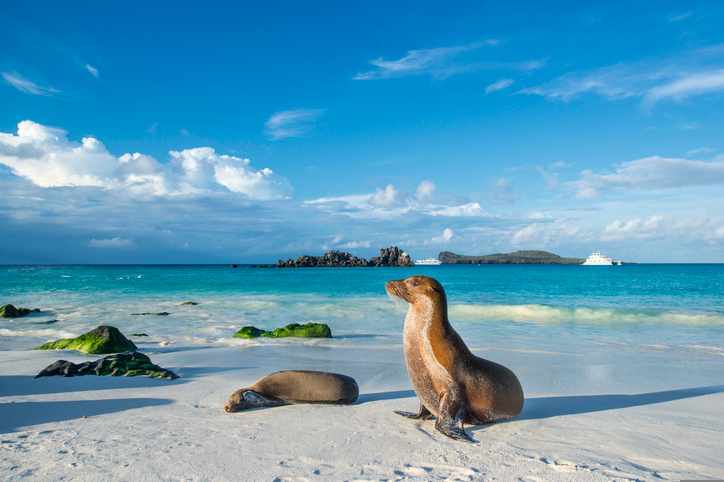 galapagos-seeloewe-g-884708080.jpg