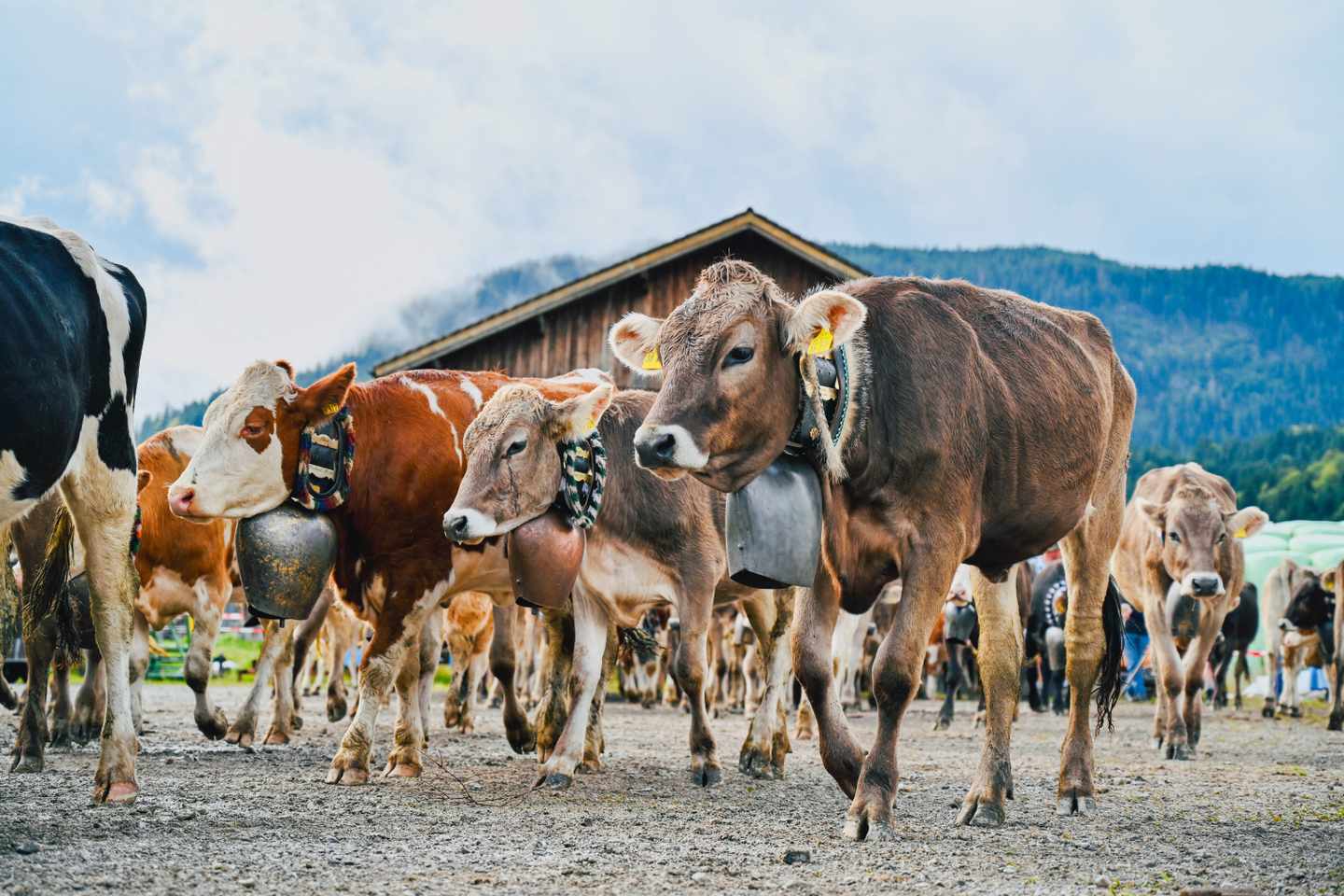 deutschland-bayern-allgaeu-viehscheid-und-almatrieb-g-1692281470.jpg