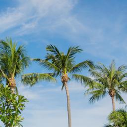 thailand-koh-chang-palmen-t-682482846.jpg