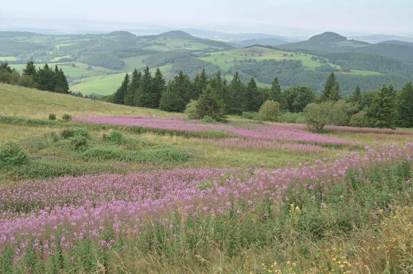deutschland-hessen-rhoen-wiesen-wald-g-516221211.jpg