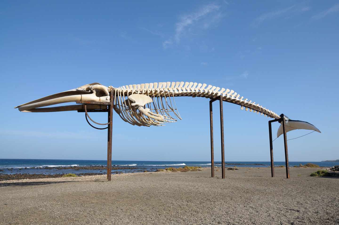 spanien-kanaren-fuerteventura-walskelett-g-146747289.jpg
