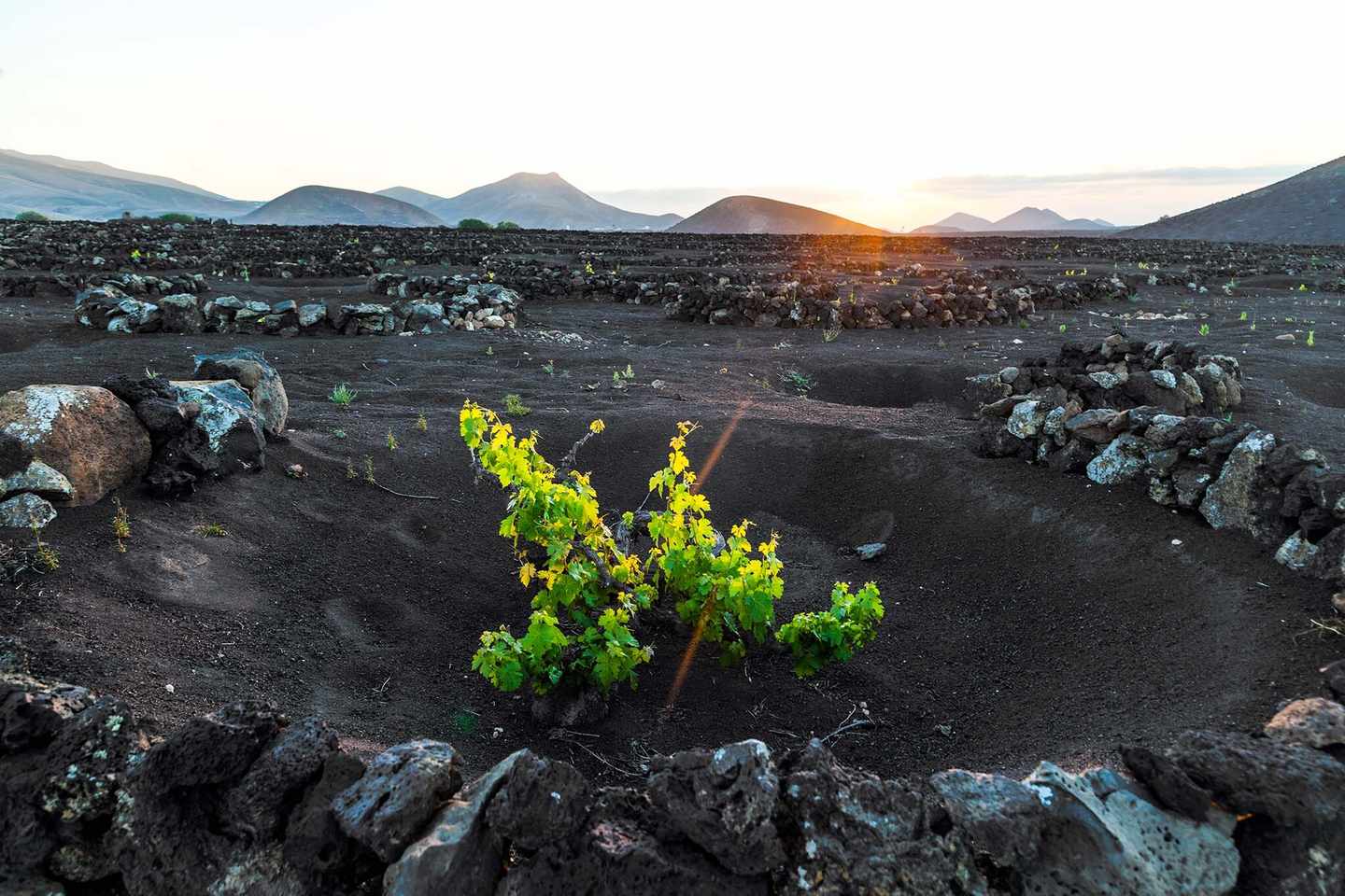 spanien-lanzarote-las-palmas-la-geria-weinberg-sonnenaufgang-g-464686037.jpg
