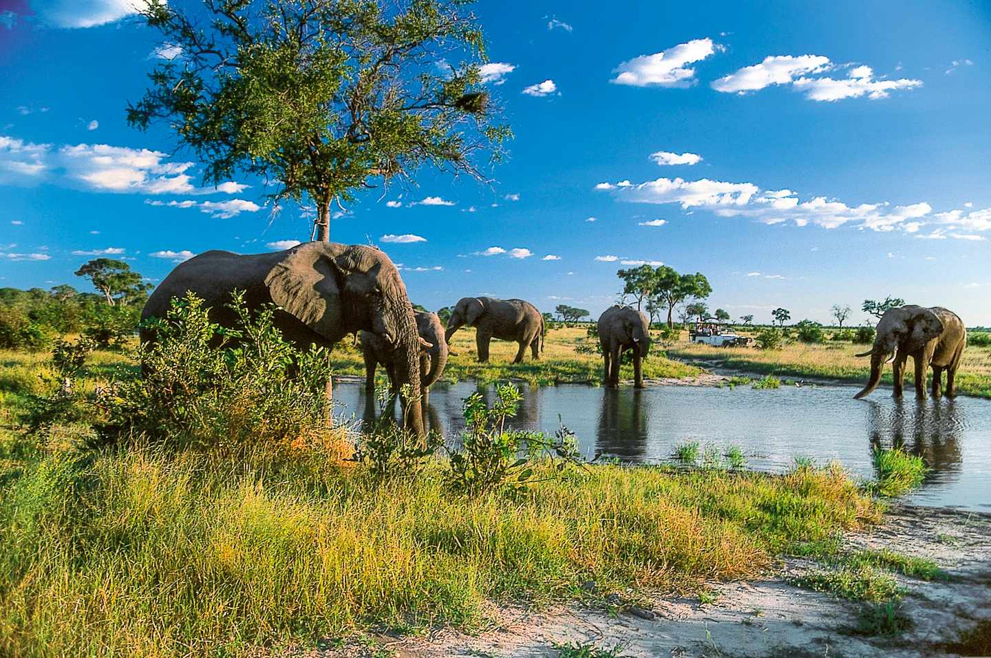 afrika-botswana-elefanten-p-MZ02865.jpg