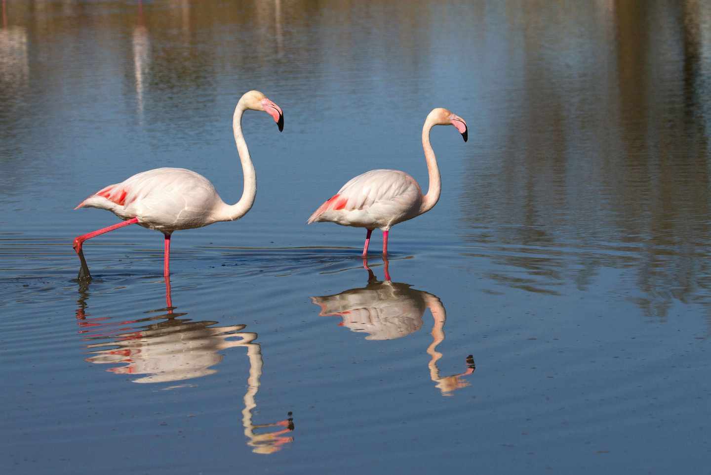flamingos-t-637530532.jpg