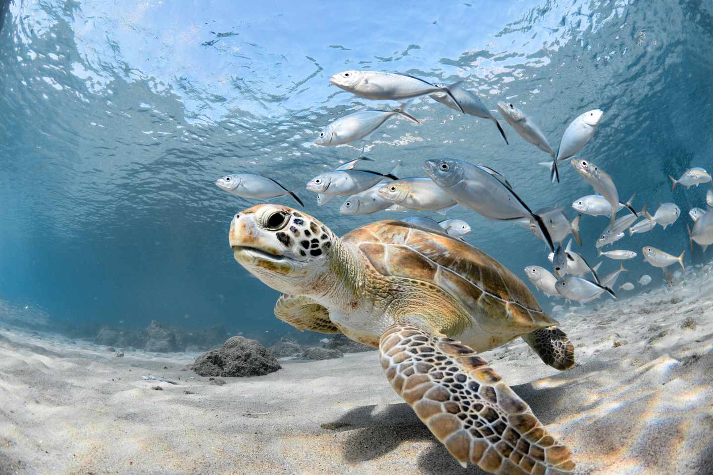 karibik-barbados-abenteuer-tauchen-schnorcheln-g1170804921.jpg