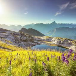 deutschland-bayern-allgeau-alpensee-wildblumen-g-845566230.jpg
