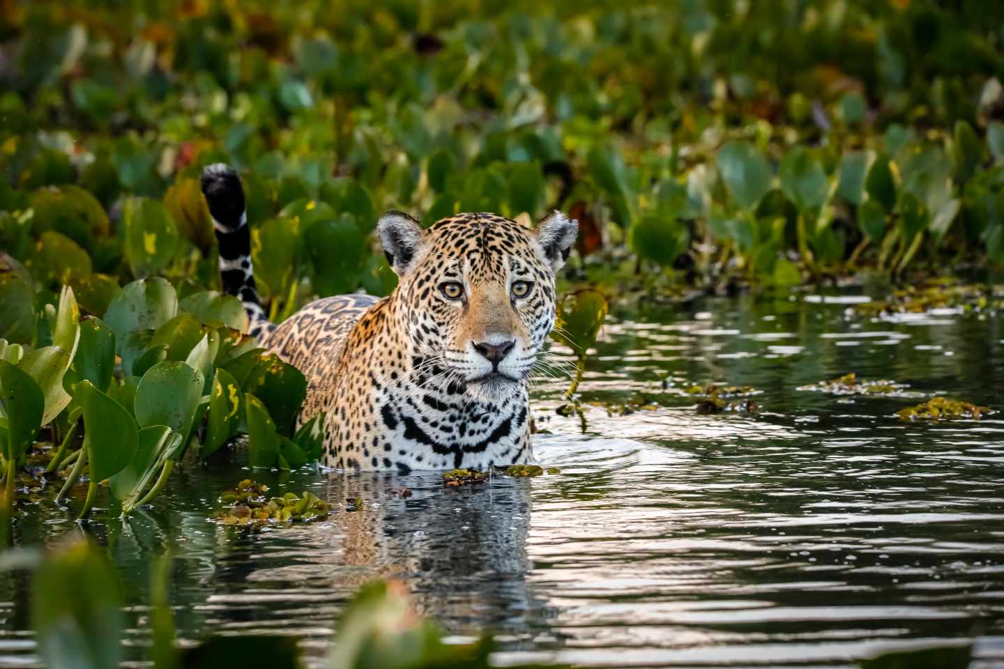 Nahaufnahme-Jaguar-im-Wasser-g-1387029016.jpg
