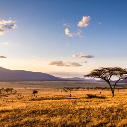 afrika-sonnnenuntergang-savanne-g-1140829787.jpg