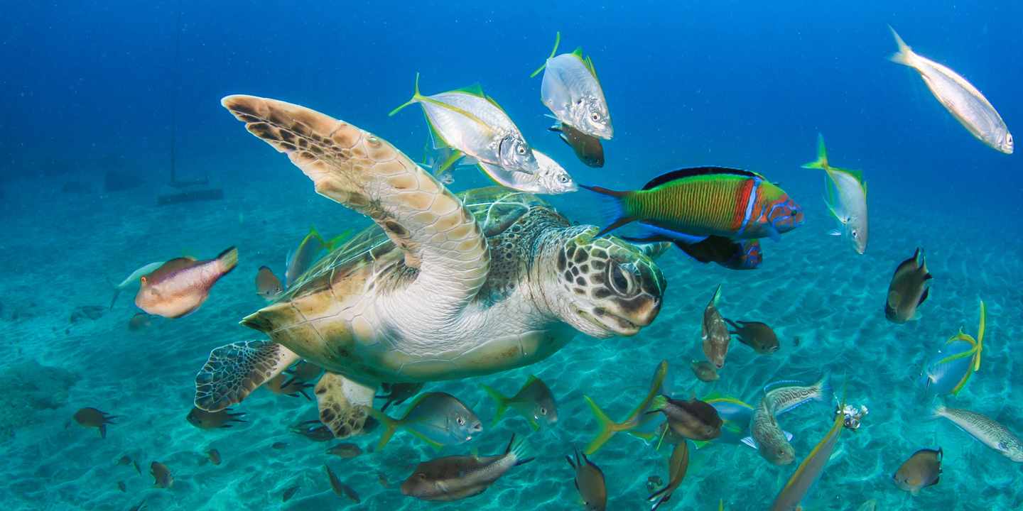 spanien-kanaren-teneriffa-gruene-meeresschildkroete-fische-vulkanischer-meeresboden-schnorcheln-geheimtipps-g-508837053.jpg