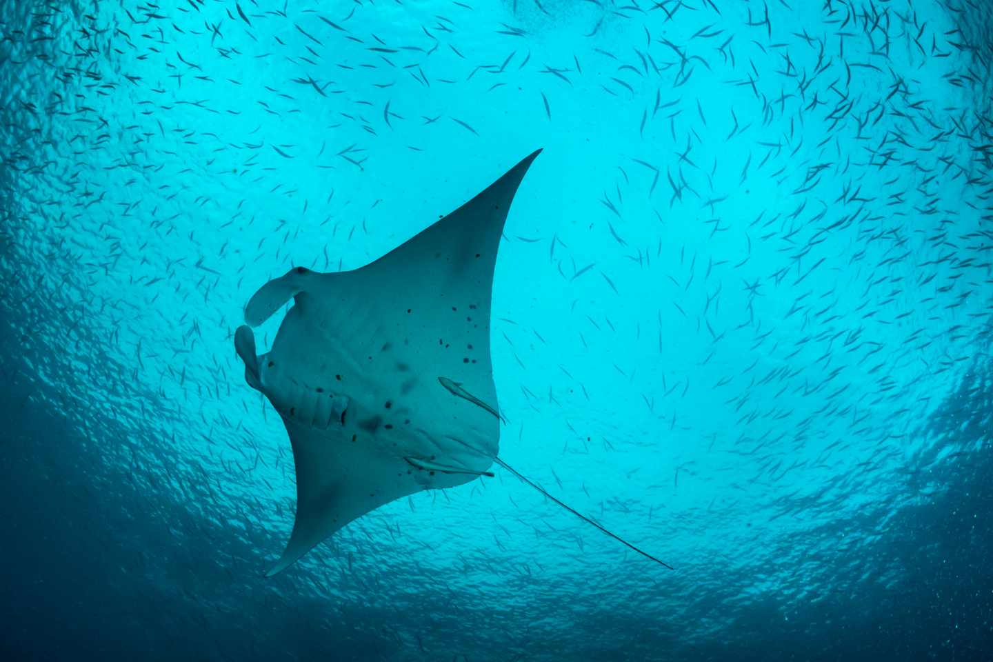 Manta-Rochen-Unterwasser-g-503557636.jpg