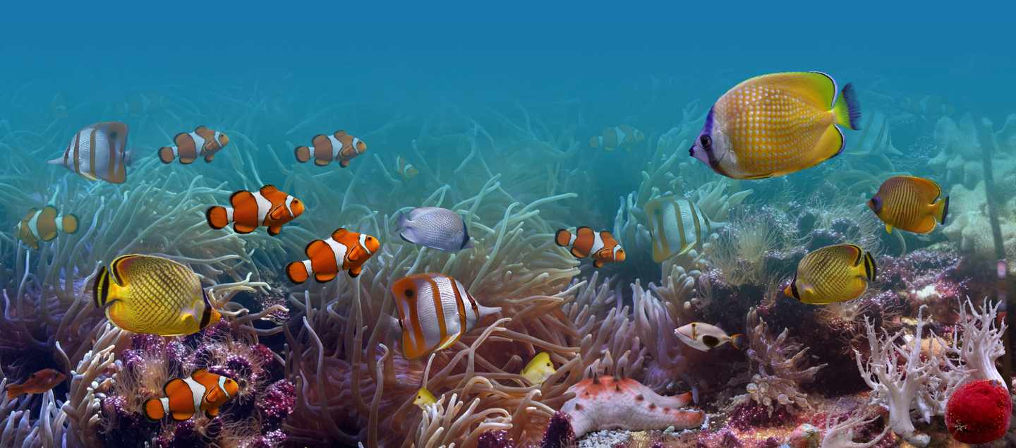 unterwasserwelt-fische-tauchen-g-134060582.jpg