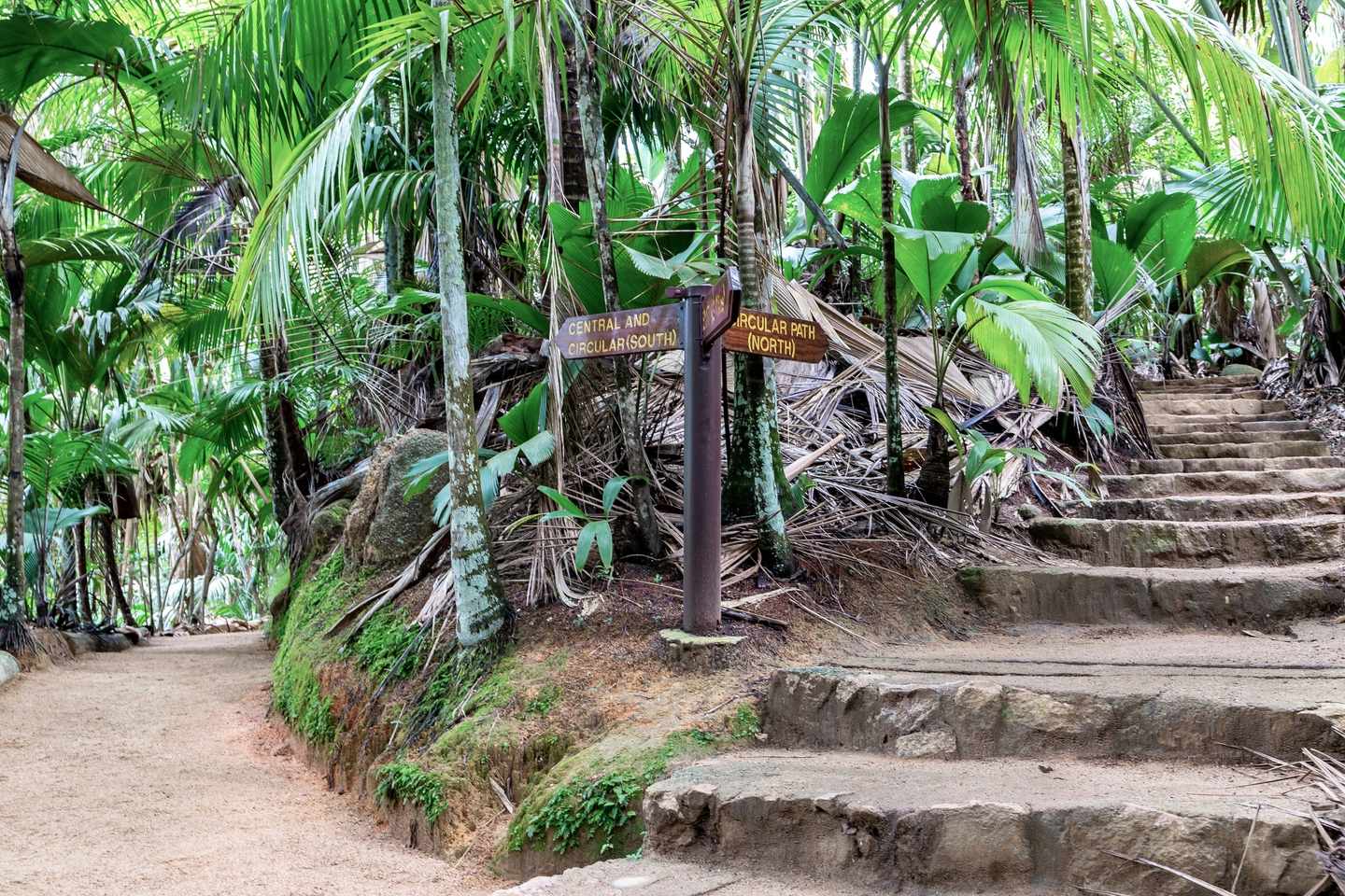 blte4fe1b12b9c64a04-Ostafrika-Seychellen-Vall_e-de-Mai-Nature-Reserve-g-1330205970.jpg Vallée de Mai Naturpark