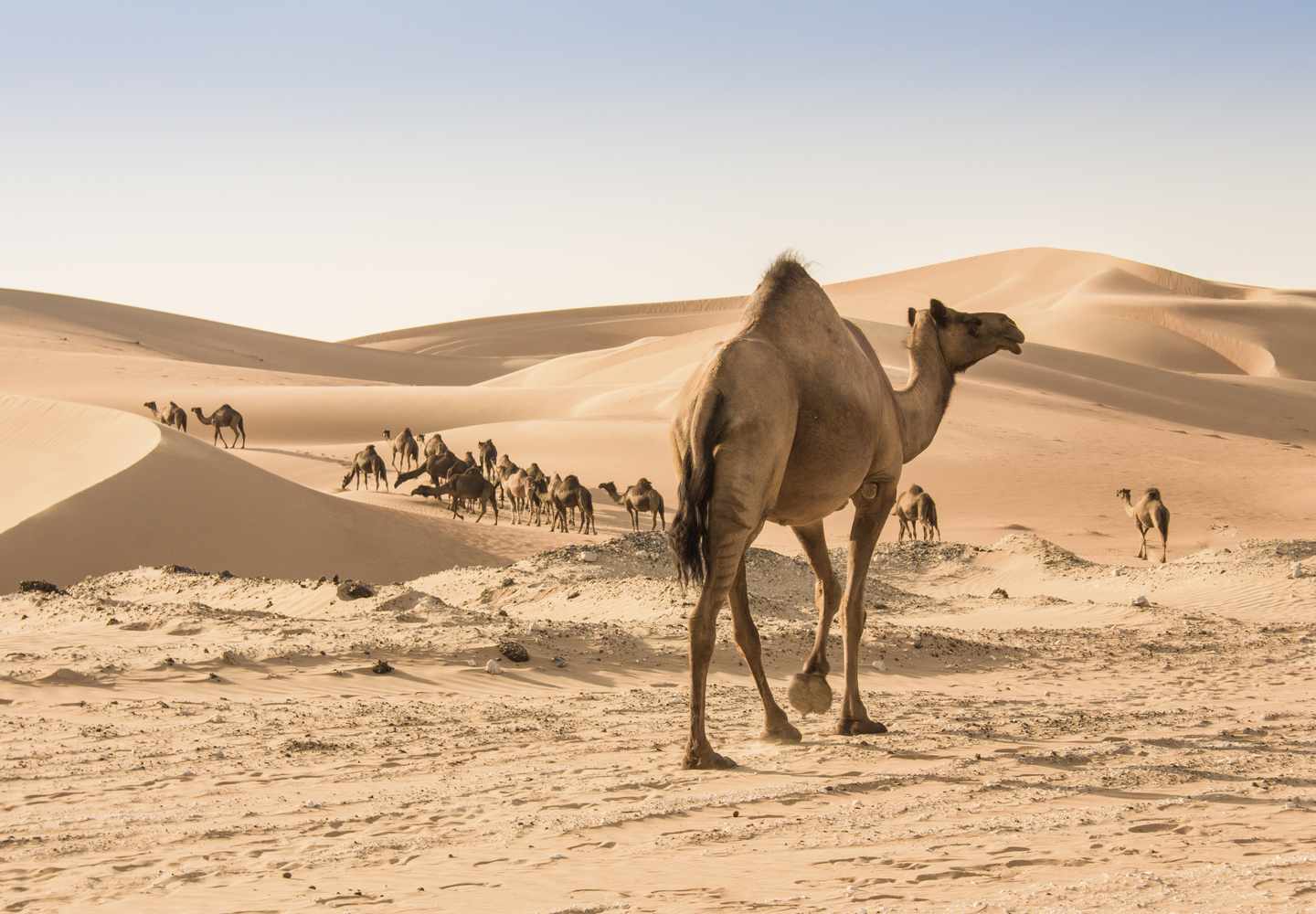 Kamel in der Liwa Oase