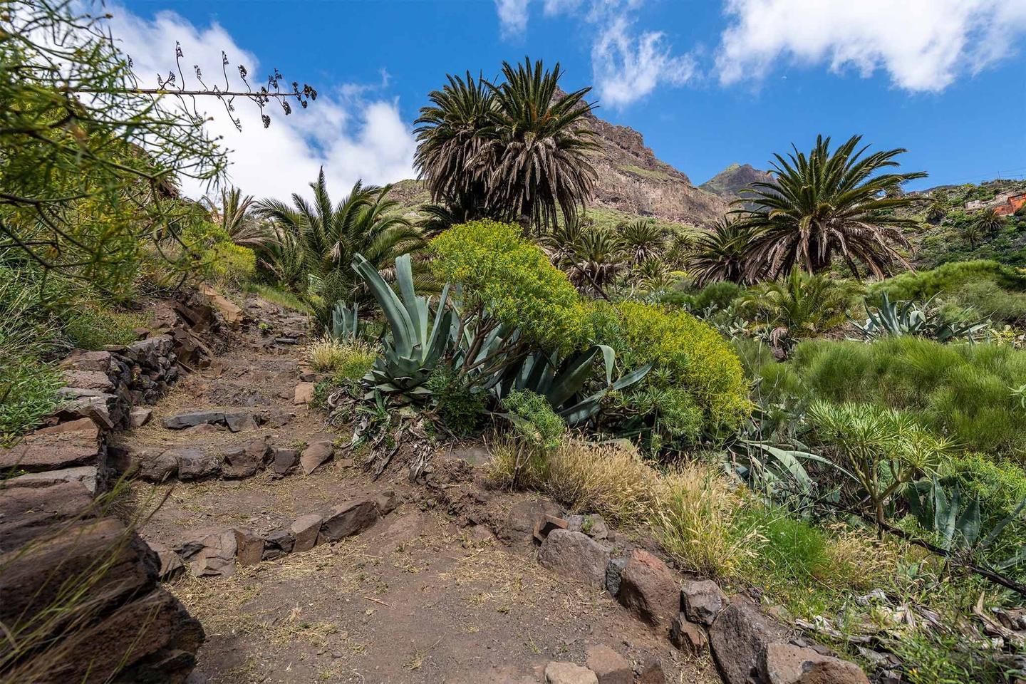 spanien-teneriffa-masca-schlucht-fussweg-g-1310608781.jpg