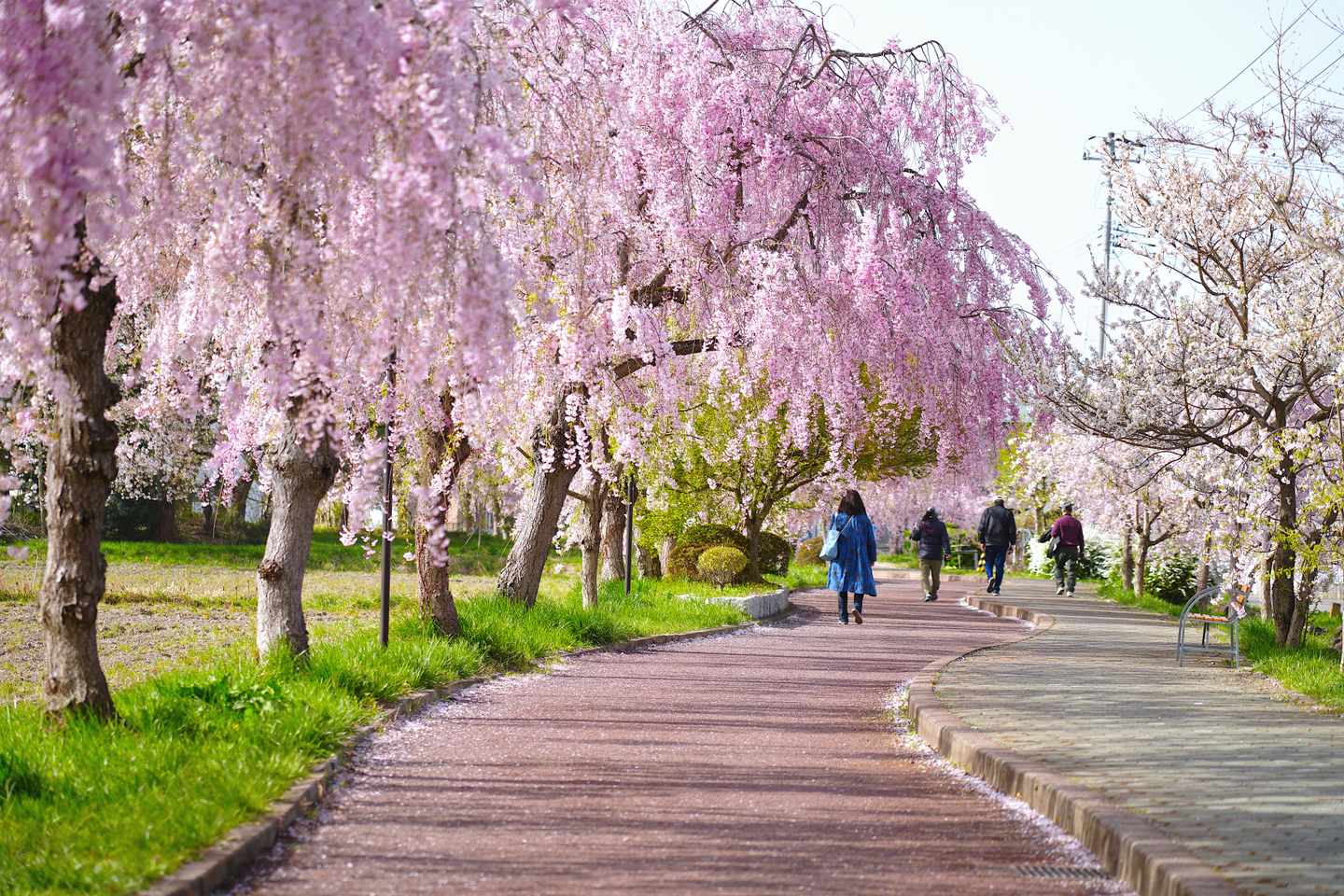 Japan-Fukushima-Kirschbluetenweg-in-Kita-g-1617920940.jpg
