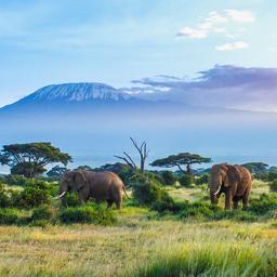 kenia-kilimandscharo-elefanten-t-587521940.jpg