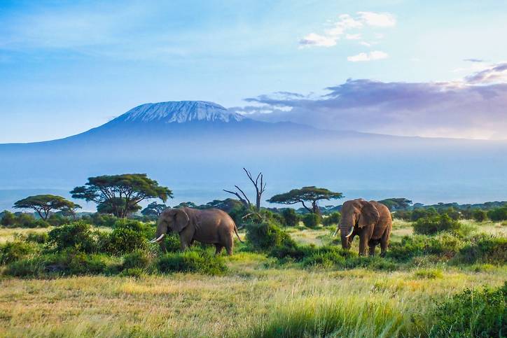 blt981d7c2ed9ec2306-kenia-kilimandscharo-elefanten-t-587521940.jpg kenia-kilimandscharo-elefanten-t-587521940.jpg
