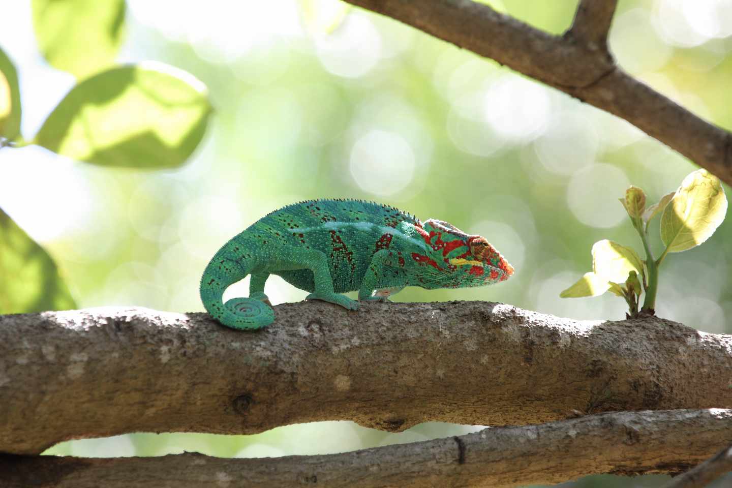 bltf20963f0c70c2fe0-la-reunion-tierwelt-chamaeleon-g-169974985.jpg La Reunions Vielfalt: ein Chamäleon