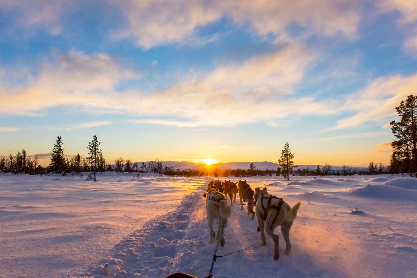 finnland-Hundeschlittenfahrt-t-502633552.jpg