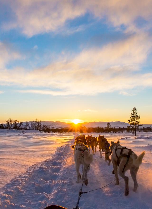 Skandinavien im Winter finnland-Hundeschlittenfahrt-t-502633552.jpg