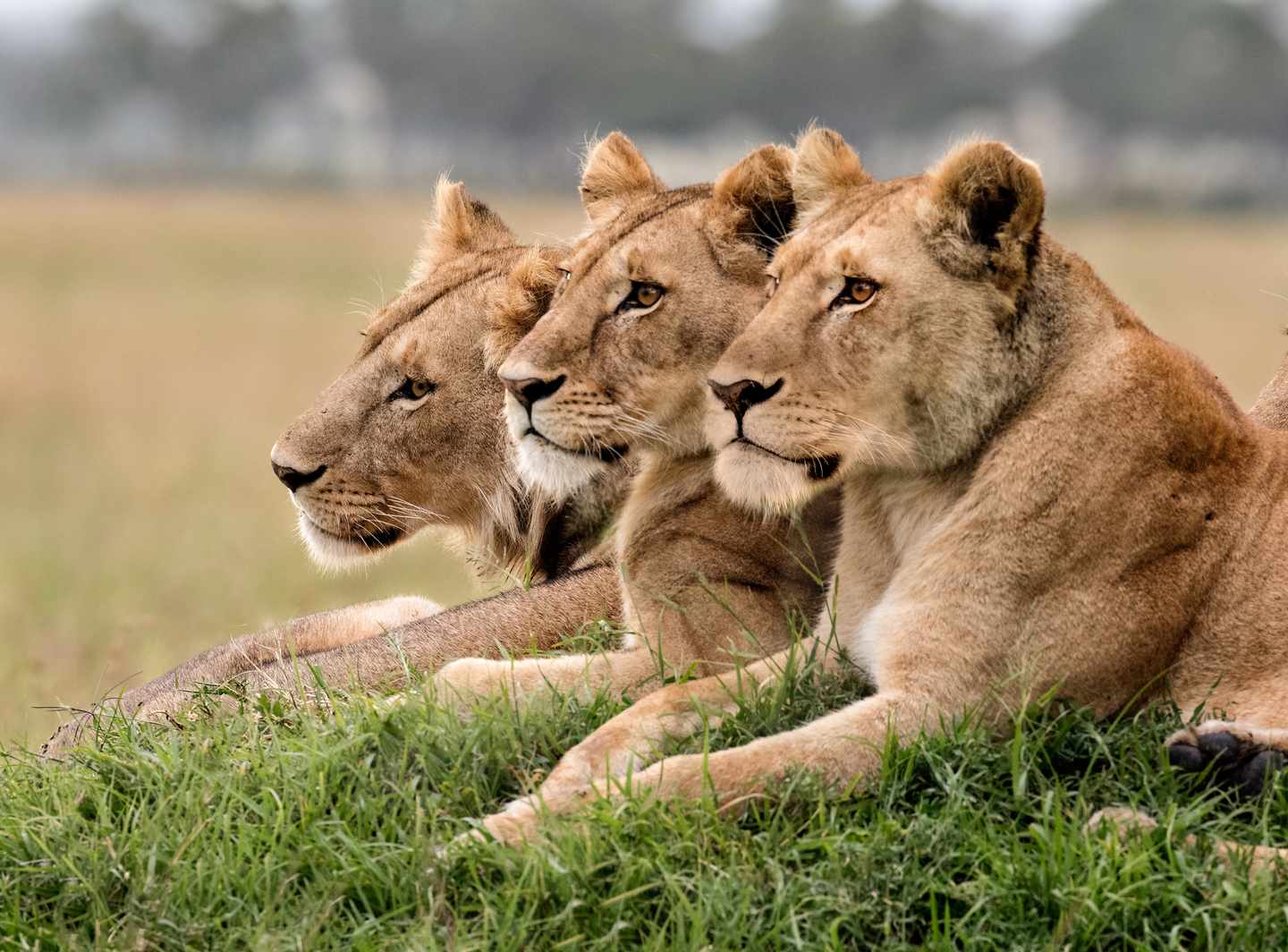 kenia-masai-mara-loewen-t-610555178.jpg