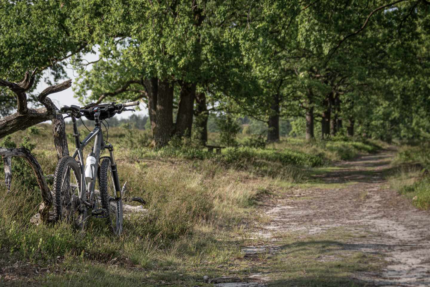 deutschland-niedersachsen-lueneburger-heide-wanderweg-allee-g-1343873106.jpg