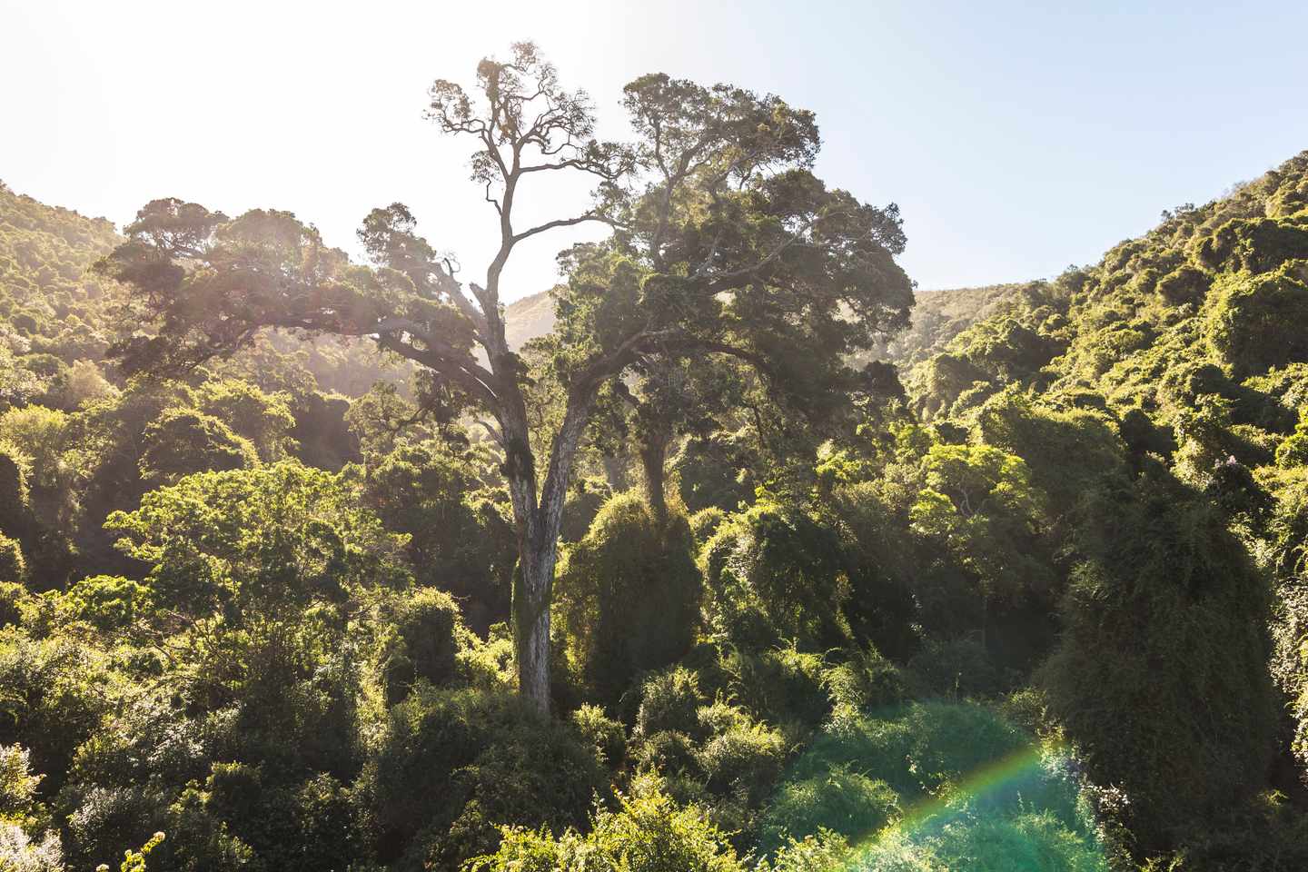 suedafrika-yellowwood-baum-natures-valley-g-694875310.jpg