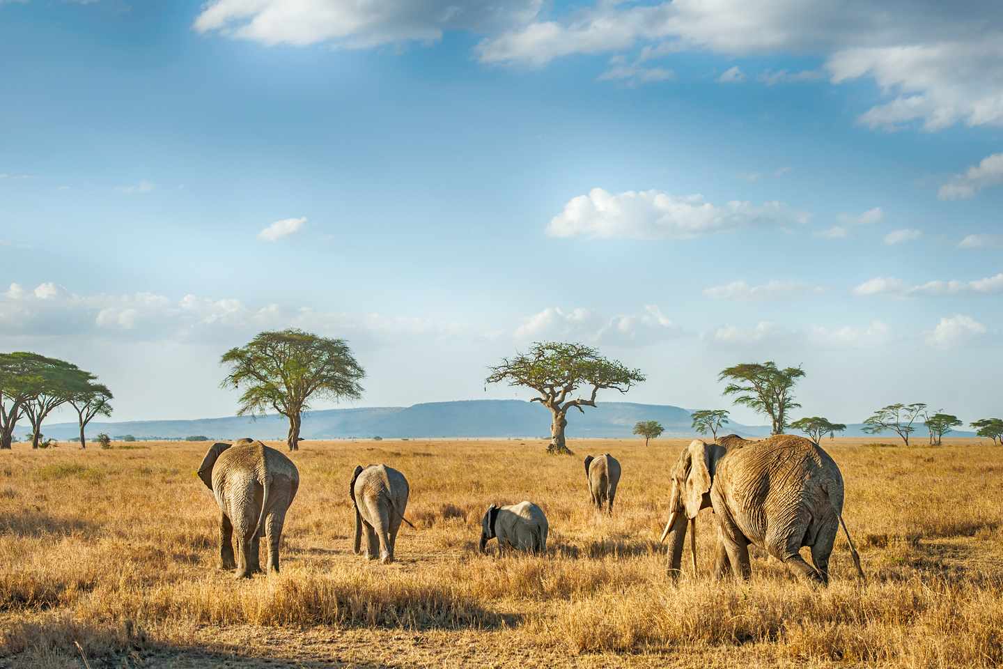 Elefantenherde mit Jungtieren in der offenen Savanne der Serengeti in Tansania