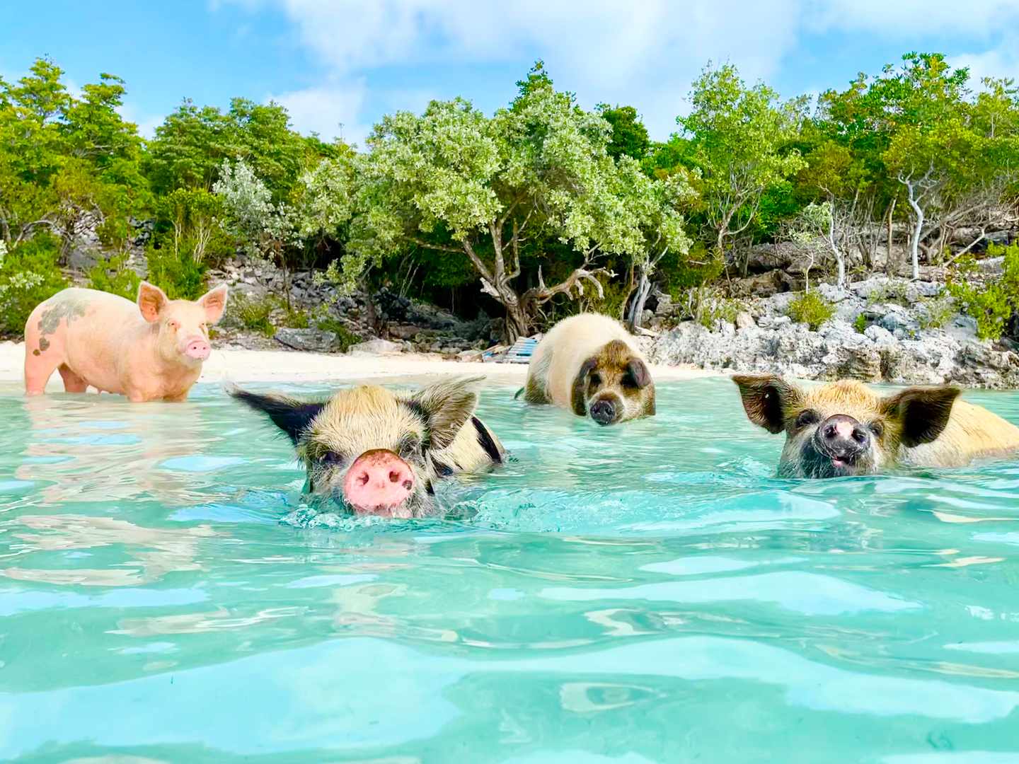 bahamas-big-majors-cay-exuma-schweine-strand-g-1411545955.jpg