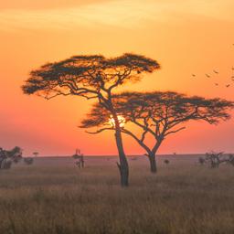 tansania-serengeti-nationalpark-sonnenuntergang-t-864884972.jpg