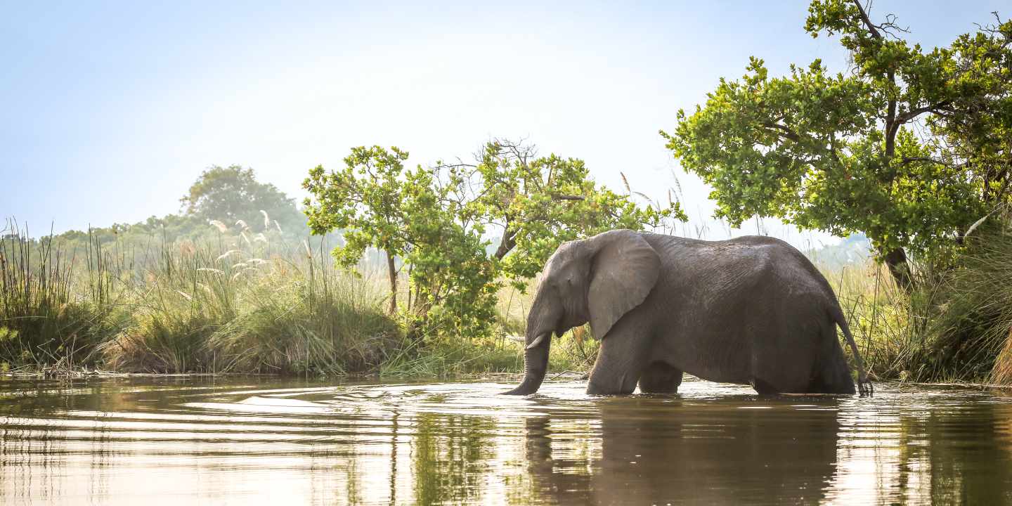 blt131de61ed655d931-afrika-elefant-im-wasser-big-five-g-1009600614.jpg Ein Elefenat steht im Wasser vor grünen Bäumen