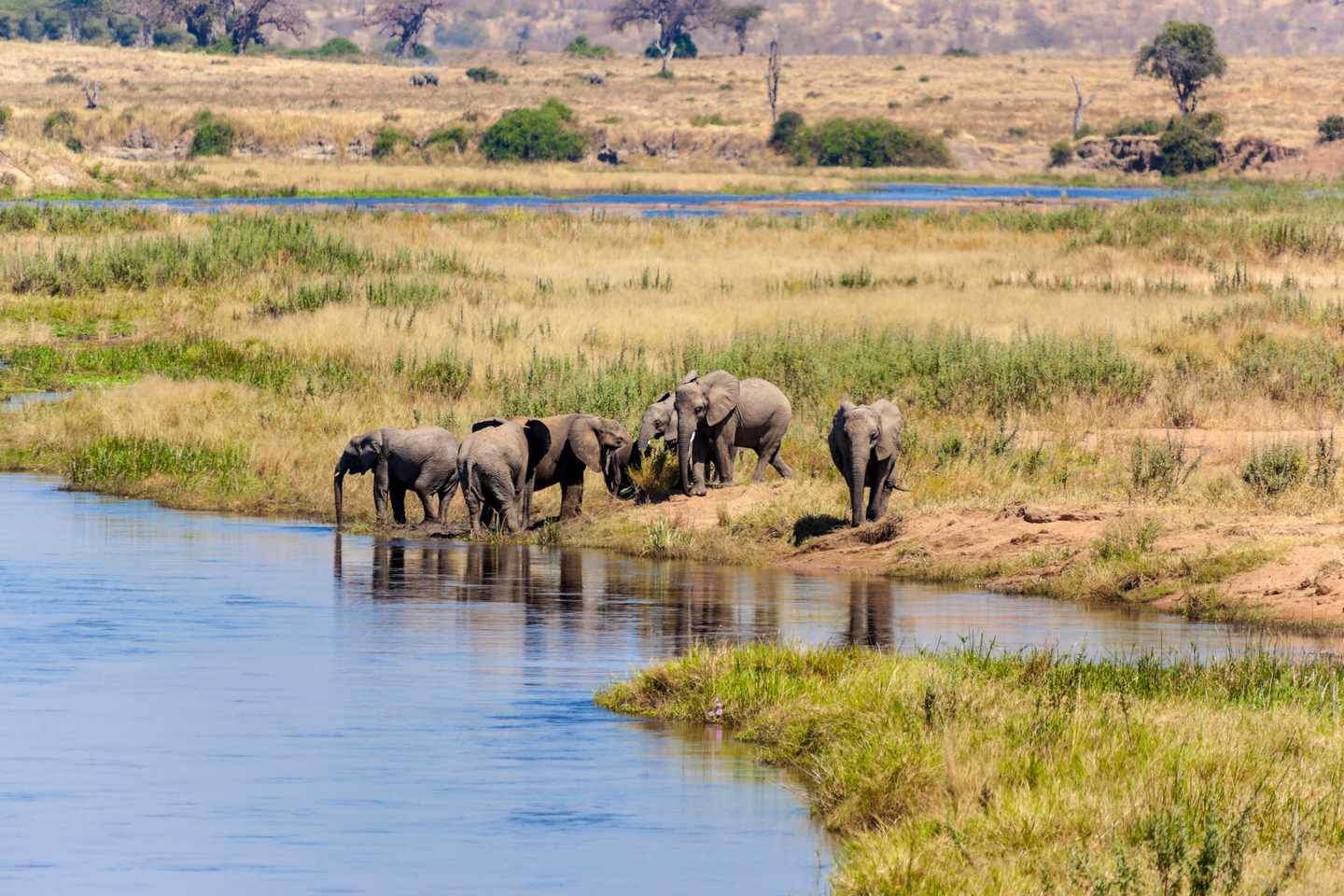tansania-trinkende-elefanten-serengeti-np-g-451886123.jpg