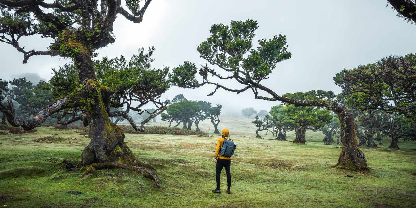 portugal-madeira-fanal-forest-wanderer-nebel-wetter-g-2197354659.jpg