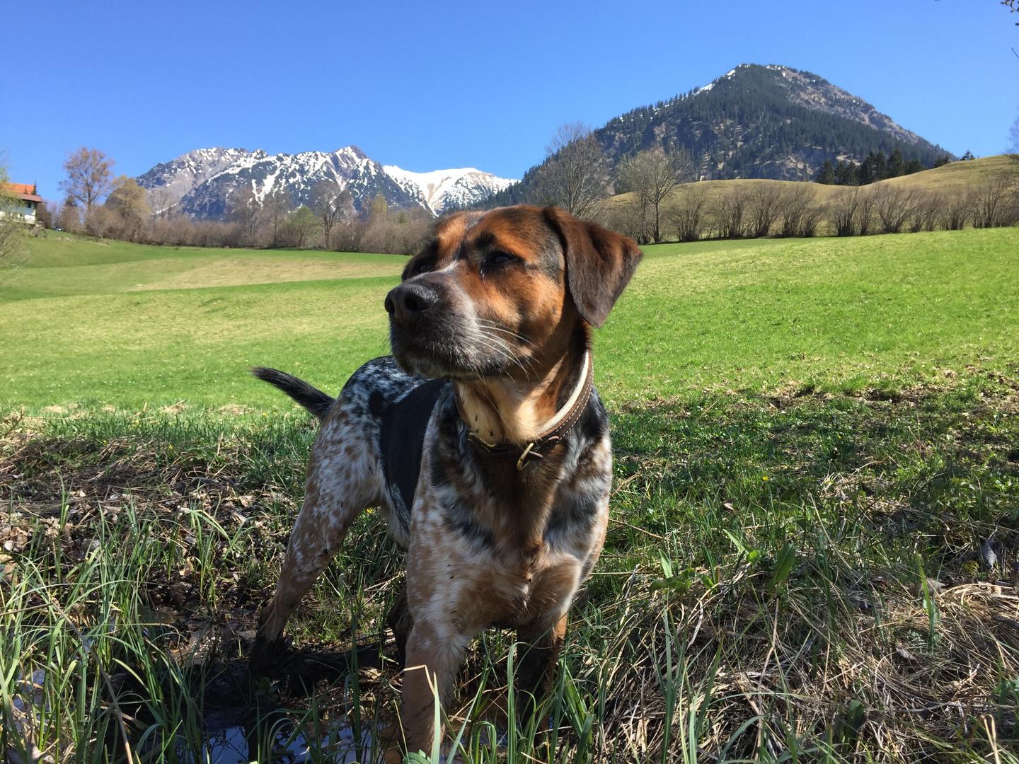 mischlingshund-natur-berge-wiese-g-1146276433.jpg