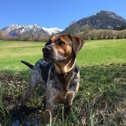 Hotel mit Hund im Allgäu
