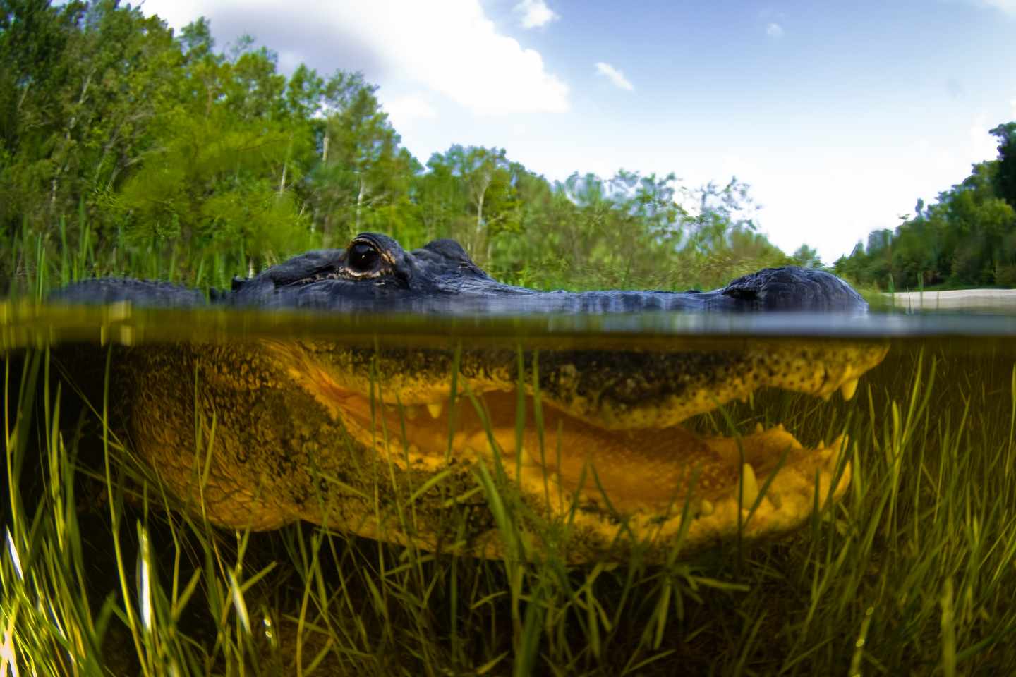 usa-florida-everglades-alligator-lauert-g-108223422.jpg