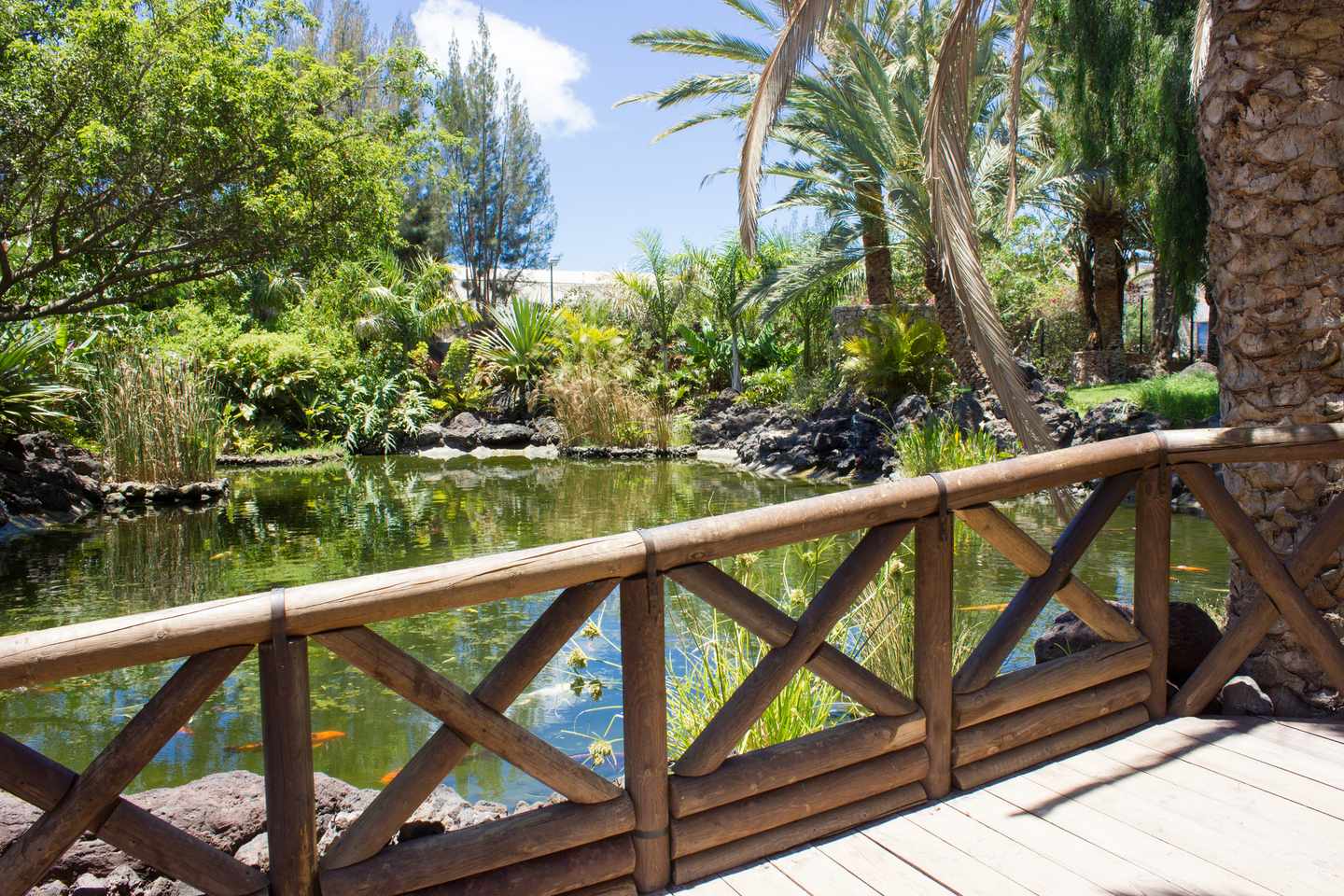 bltb440b2984b948f87-spanien-kanaren-fuerteventura-oasis-park-botanischer-garten-g-1197670623.jpg Botanischer Garten Oasis Park
