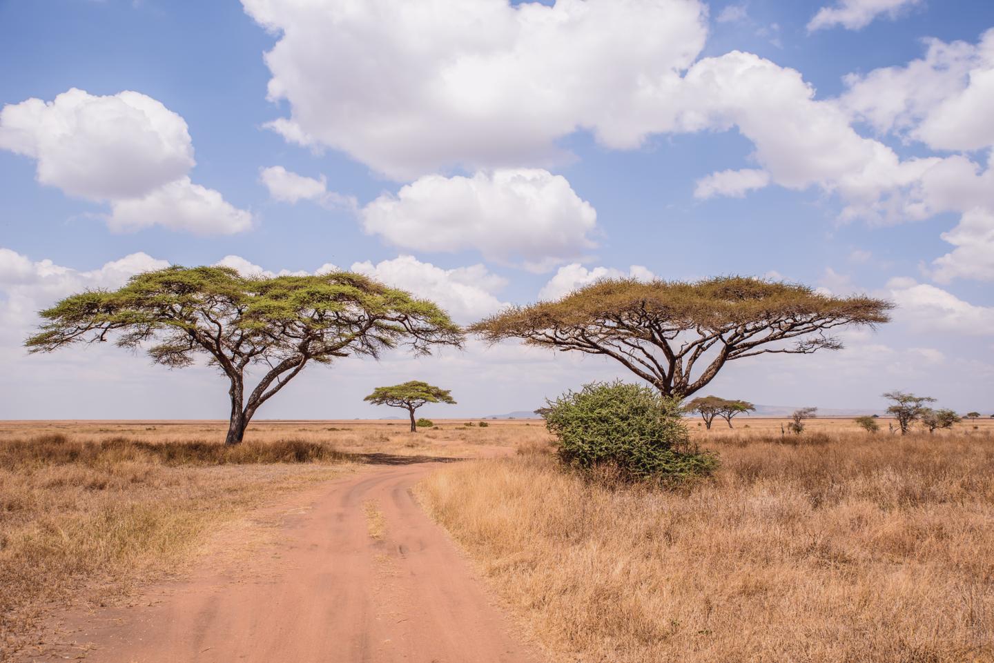 blt5a7e4206796fc3df-afrika-tansania-serengeti_nationalpark-g-1194507003.jpeg afrika-tansania-serengeti-nationalpark-g-1194507003.jpeg