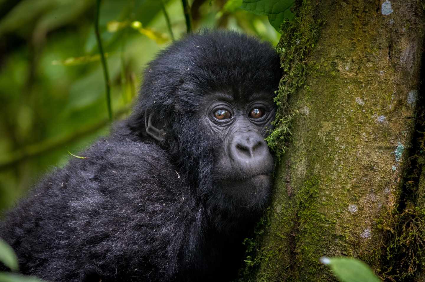 gorilla-g-914965632.jpg