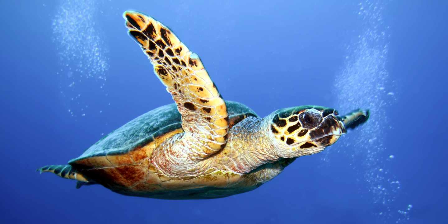 indischer-ozean-malediven-falkenschildkroete-g-1206626103.jpg