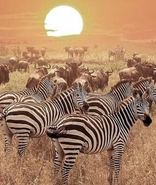 Zur Safari Tansania Landschaft mit Zebras