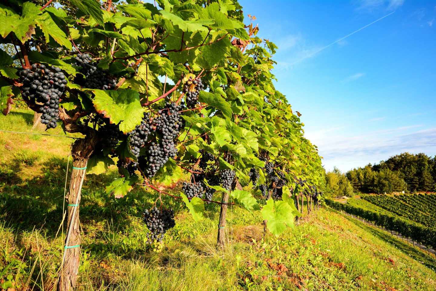 oesterreich-steiermark-weinreben-g-498380502.jpg