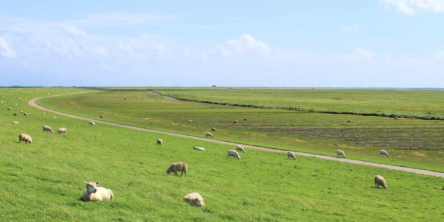 deutschland-nordsee-schafe-auf-dem-deich-g-1475360815.jpg