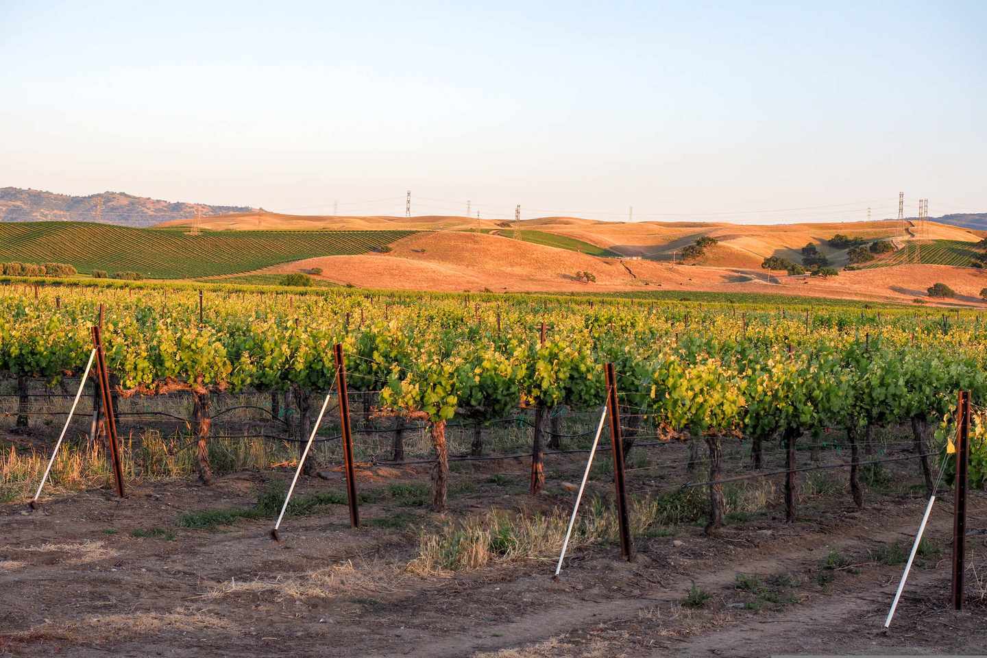 usa-kalifornien-livermore-wine-country-weinberg-bei-sonnenuntergang-g-967517310.jpg
