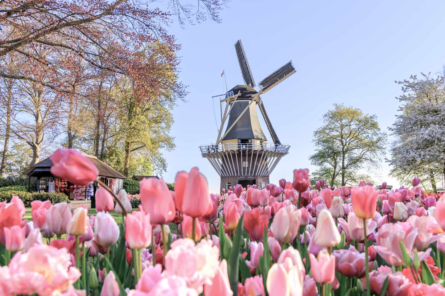 niederlande-lisse-bluehende-tulpen-windmuehle-g-1397492992.jpg
