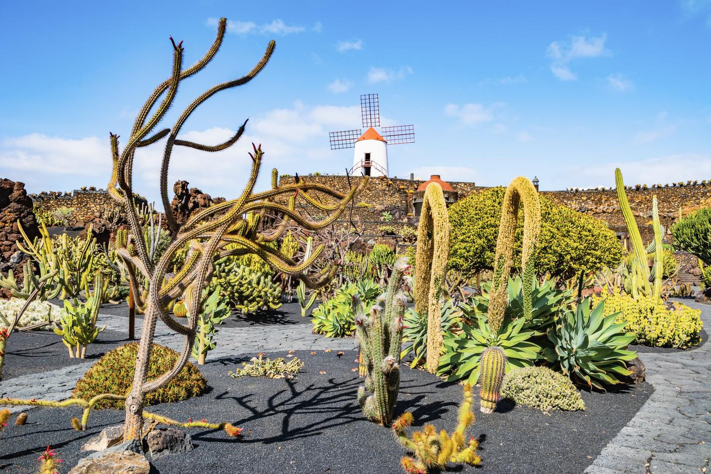 spanien-lanzarote-kakteen-g-1254409362.jpg