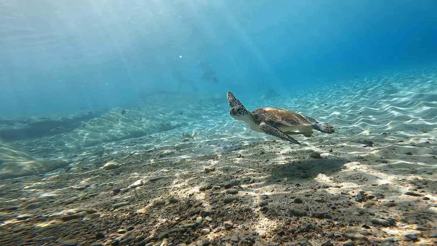curacao-schildkroete-meer-g-2186471082.jpg