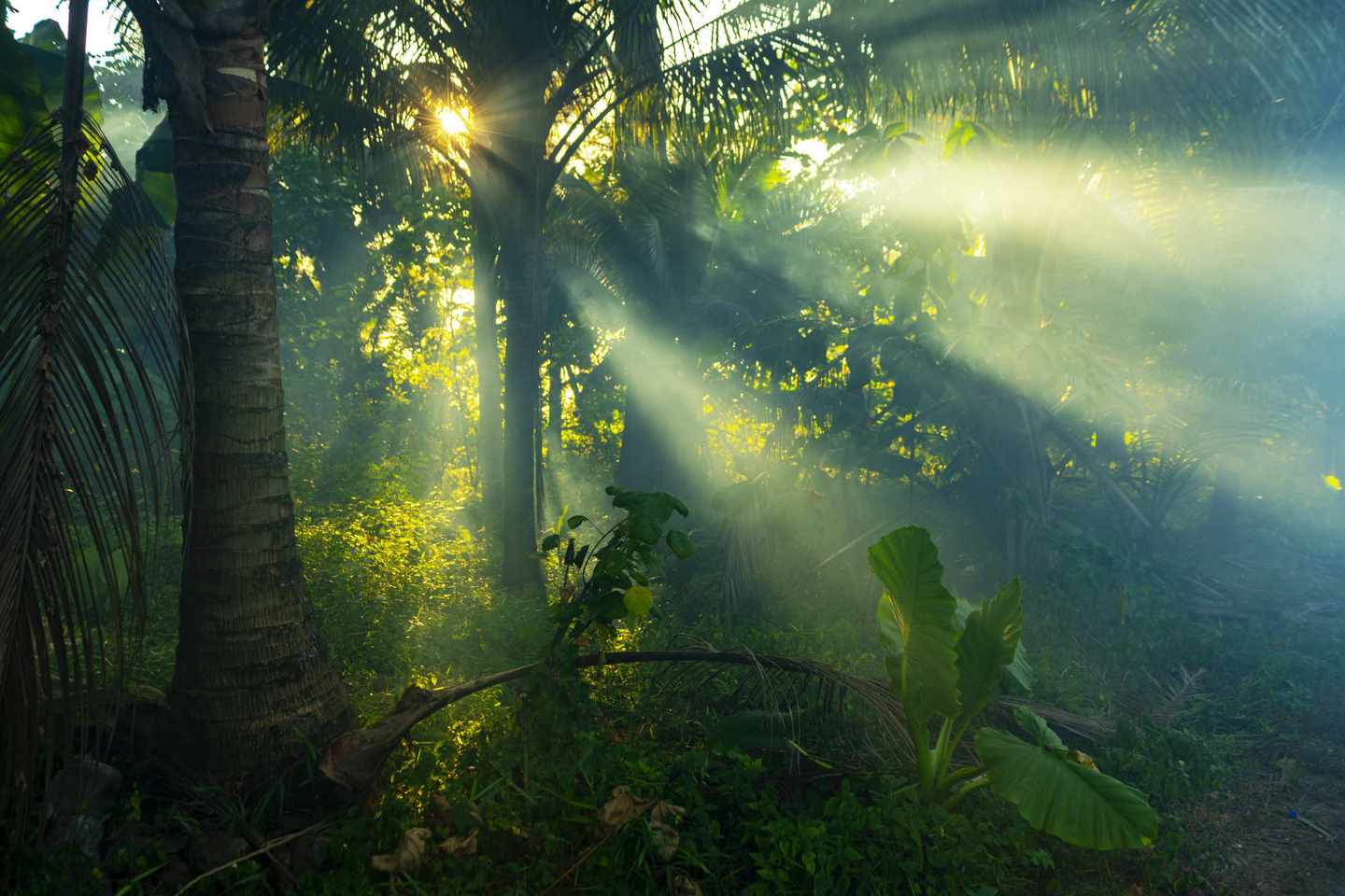 thailand-regenwald-sonnenstrahlen-g-1139510405.jpg